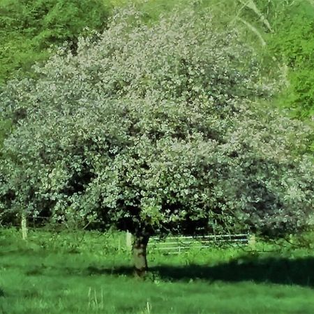 Bramley Cottage Holidays Chichester Bagian luar foto